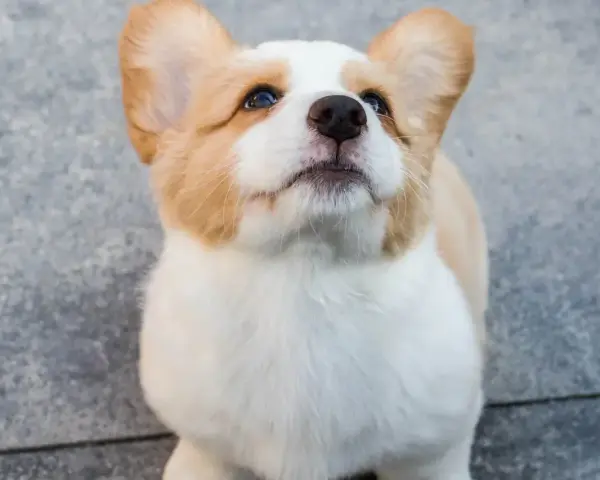 Uroczy szczeniak corgi z wielkimi uszami patrzy w górę, ciekawy świata. Takie słodkie są psy, gdy są szczeniakami.
