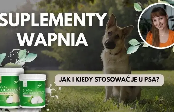 Jakie wapno dla psa wybrać, aby uniknąć zdrowotnych problemów?