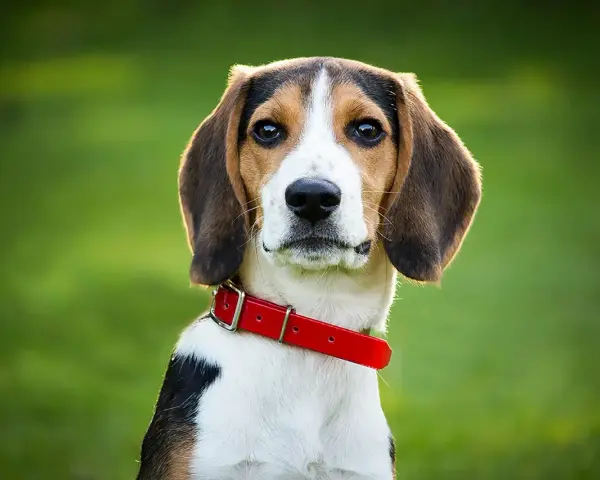 Uroczy beagle szczeniak w czerwonej obroży patrzy w obiektyw na tle zielonej trawy.
