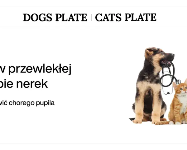 Szczeniak i kotek z weterynaryjnym stetoskopem. Temat: dieta nerkowa dla psa.
