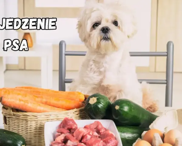 Słodki piesek czeka na pyszne domowe jedzenie dla shih tzu: mięso, marchewki, cukinia i jajka.
