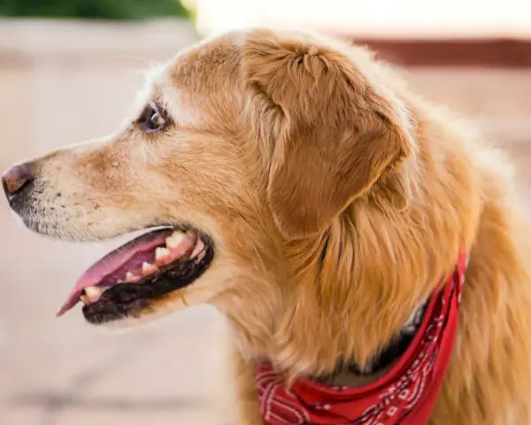 Uśmiechnięty golden retriever w czerwonej bandanie. Czy golden retriever jest agresywny? Ten piesek z pewnością nie!