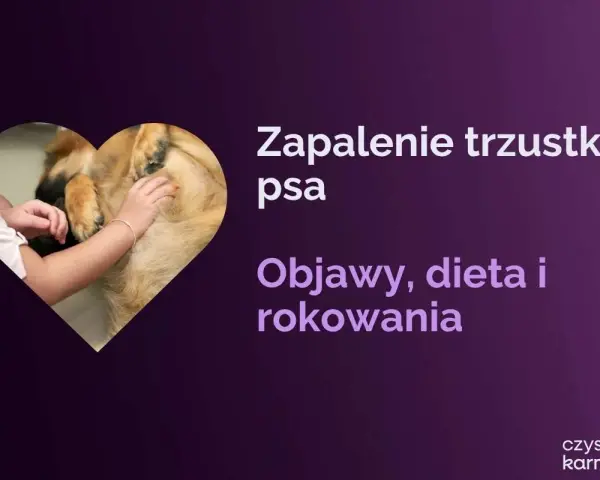 Zapalenie trzustki u psa: objawy, dieta i rokowania. Dowiedz się, ile się żyje z przewlekłym zapaleniem trzustki u psa.