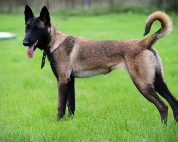 Owczarek belgijski malinois, pies policyjny, gotowy do akcji na zielonej trawie.