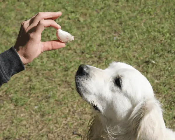 Dłoń trzyma ząbek czosnku nad psem rasy golden retriever.