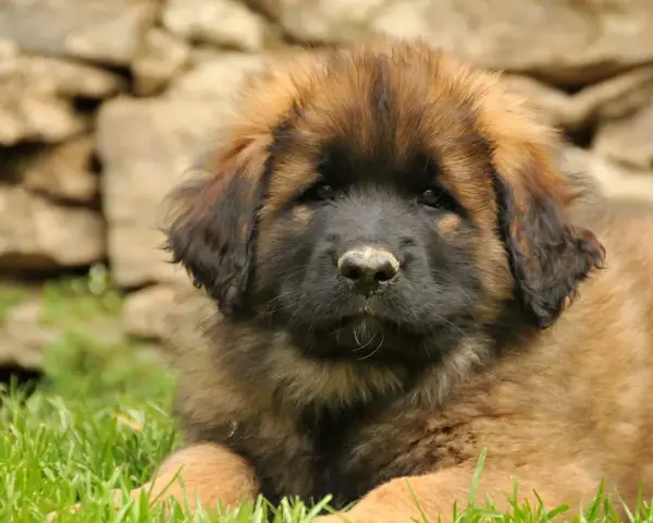 Uroczy szczeniak leonberger leży na trawie. Zastanawiasz się nad jego ceną?