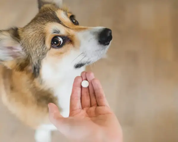 Uroczy corgi czeka na tabletkę. To ważny moment odrobaczania psa, by był zdrowy i szczęśliwy.