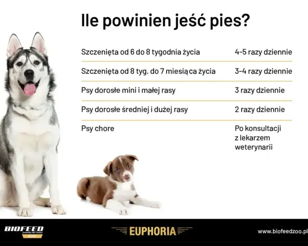 Tabela: ile powinien jeść szczeniak i dorosły pies. Podano dawkowanie dla szczeniąt, psów małych, średnich i dużych ras, a także chorych.