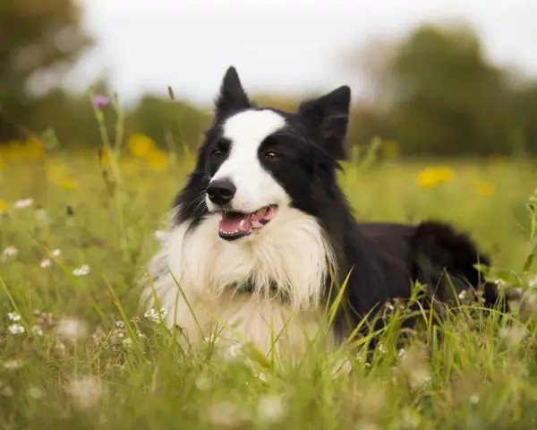 Czarny i biały border collie leży w trawie. Jego waga jest idealna do biegania po łące.