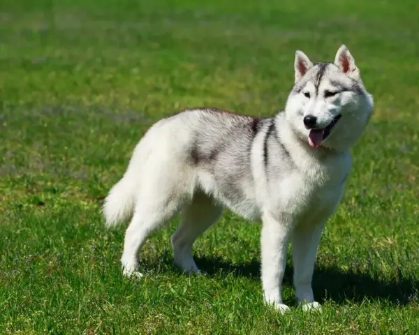 Piękny alaskan malamute na zielonej trawie. Zastanawiasz się nad jego ceną?