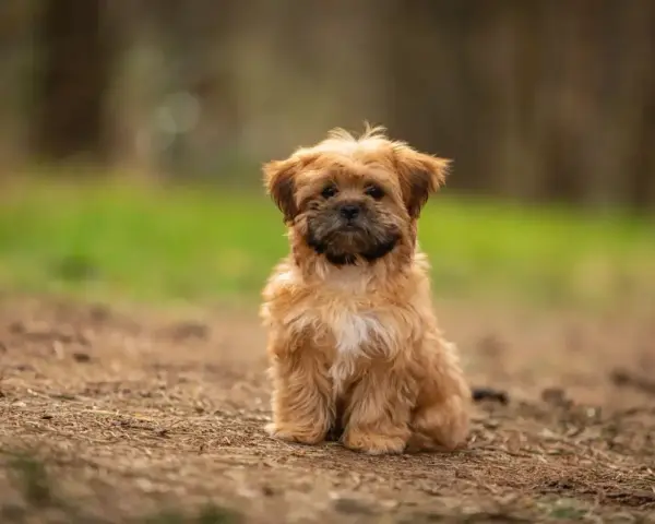 Uroczy shorkie siedzi na leśnej ścieżce, z zaciekawieniem patrząc w obiektyw.