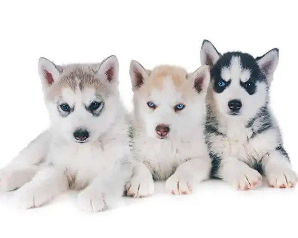 Ile kosztuje szczeniak husky? Ceny, które mogą cię zaskoczyć
