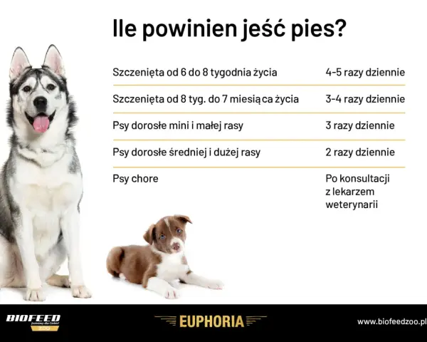 Ile razy dziennie karmić psa? Tabela podpowiada: szczenięta 4-5 razy, dorosłe psy 2-3 razy, chore po konsultacji z weterynarzem.