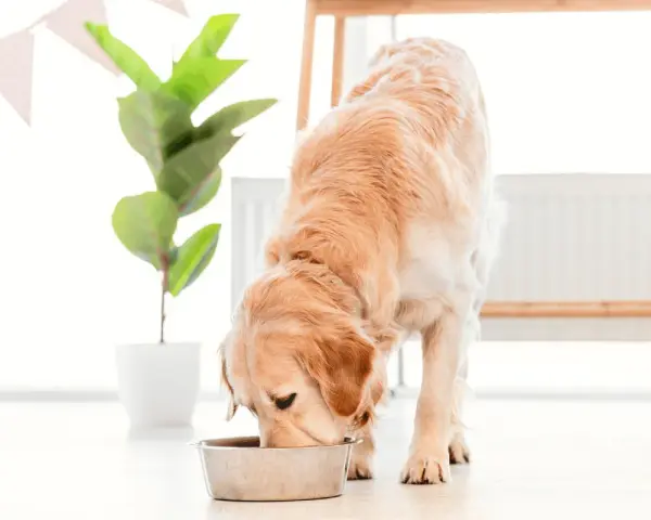 Złoty retriever pochyla się nad miską. Czy pies może jeść szynkę? To pytanie nurtuje wielu właścicieli czworonogów.
