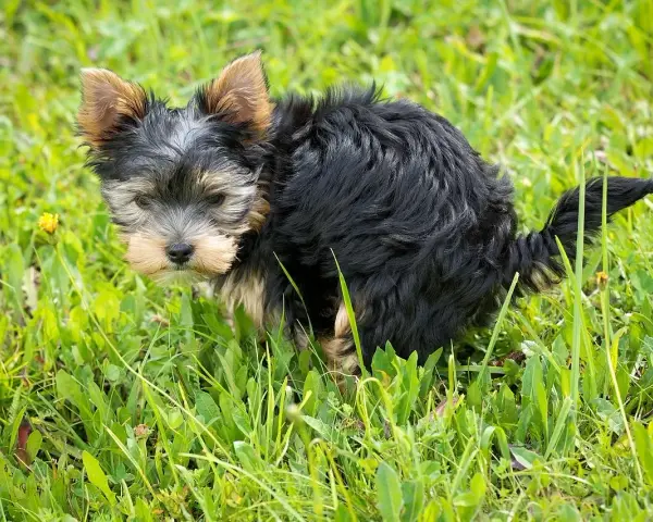 Mały yorkshire terrier robi czarną kupę w trawie.