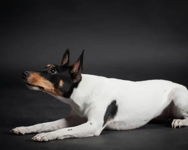 Czarno-biały toy terrier z brązowymi znaczeniami na głowie leży na ciemnym tle, patrząc w górę z zaciekawieniem.
