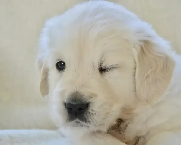 Uroczy szczeniak golden retriever mruga, jakby właśnie odkrywał świat, kiedy szczeniaki otwierają oczy.
