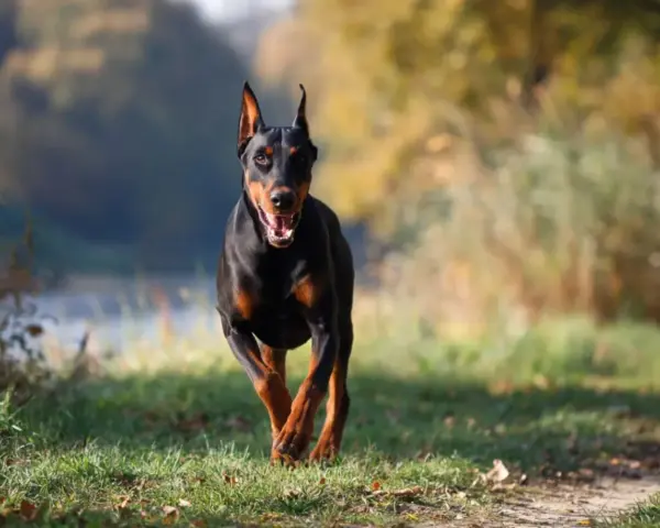 Czarny doberman biegnie przez trawiasty teren. Jego waga jest idealnie proporcjonalna do sylwetki, co widać po jego dynamicznym ruchu.