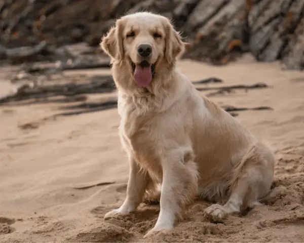 Ile razy dziennie karmić golden retrievera, by uniknąć problemów zdrowotnych?
