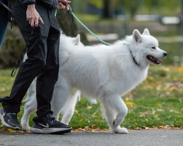 Biały samoyed, którego waga jest idealna, spaceruje z opiekunem po parku jesienią.