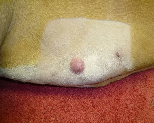 Widoczny mastocytoma u psa, różowy guzek na skórze. Obok mniejsza zmiana.