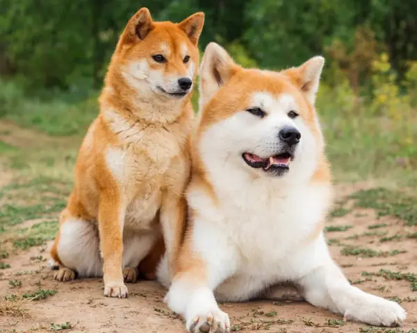 Dwa psy rasy Akita Inu siedzą na ziemi. Czy akita jest groźna? Te psy wyglądają na spokojne i przyjazne.