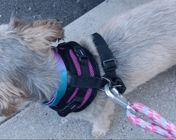 Szelki czy obroża dla Shih Tzu - co zapewni bezpieczeństwo i komfort?