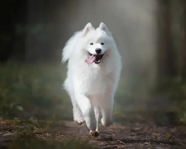 Biały samoyed biegnie przez las, jego gęsta sierść faluje.