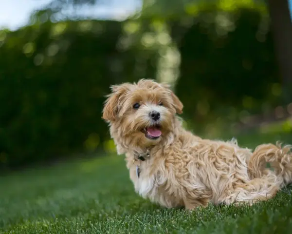 Uroczy, dorosły maltipoo z puszystą, beżową sierścią siedzi na trawie, patrząc w bok z otwartym pyszczkiem.