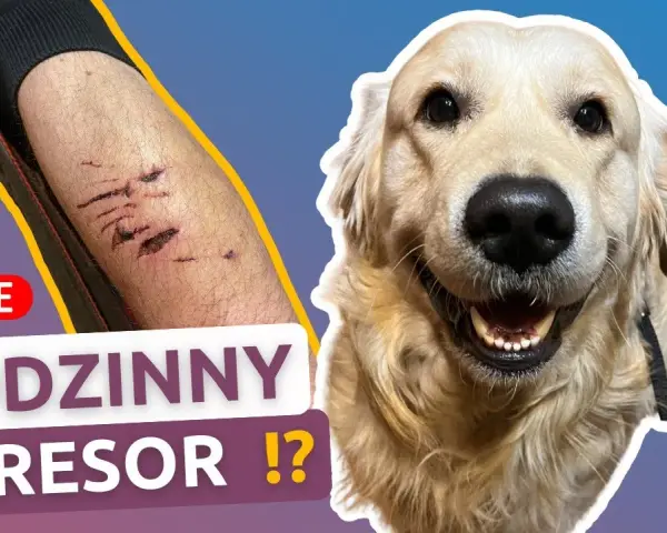 Czy golden retriever niszczy? Jak uniknąć zniszczeń w domu