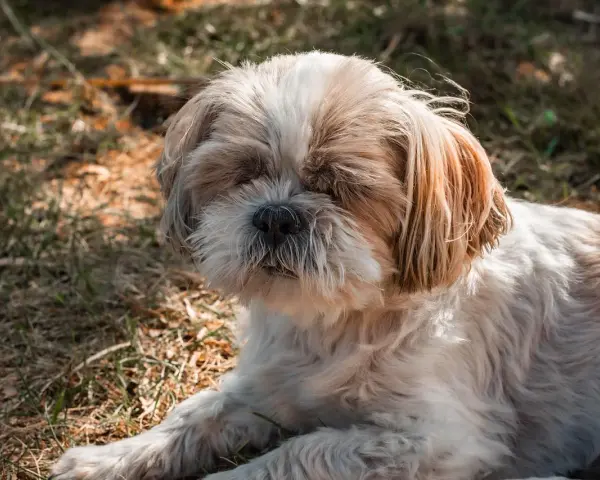 Słodki shih tzu leży na trawie, jego puszysta sierść i łagodny wyraz pyska sugerują idealną wagę dla tej rasy.