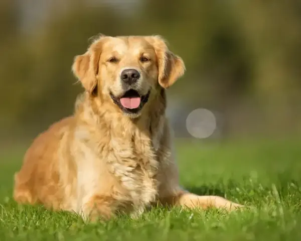 Uśmiechnięty golden retriever na trawie. Zastanawiasz się, czy pies może jeść pistacje? Lepiej nie ryzykować i nie sprawdzać.