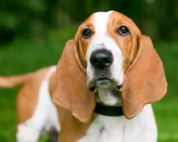 Basset Hound z długimi uszami na tle zieleni.