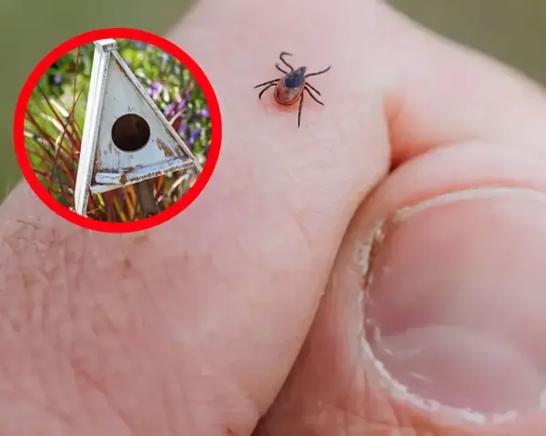 Ptak w budce lęgowej może pomóc w walce z kleszczami. Kleszcz na dłoni.