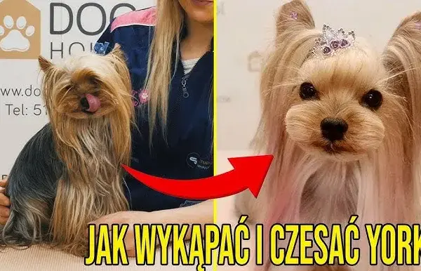 Jak kąpać yorka szczeniaka: najważniejsze wskazówki i triki