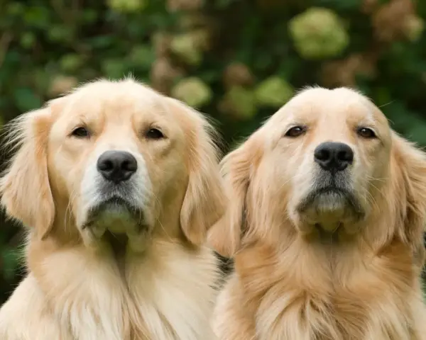Dwa urocze szczenięta golden retriever patrzą w obiektyw.
