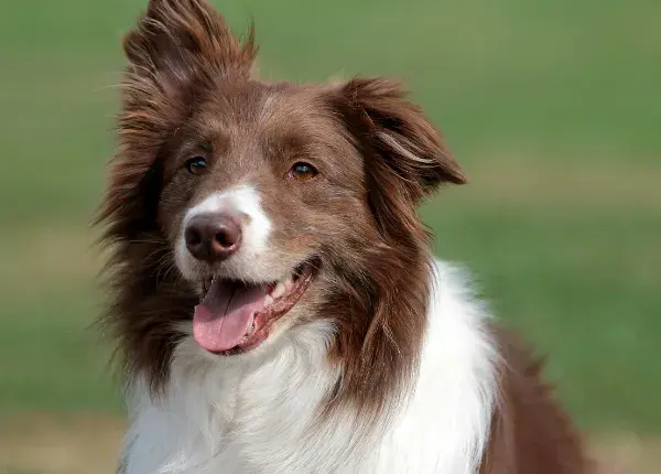 Jak wytresować border collie, aby uniknąć frustracji i problemów