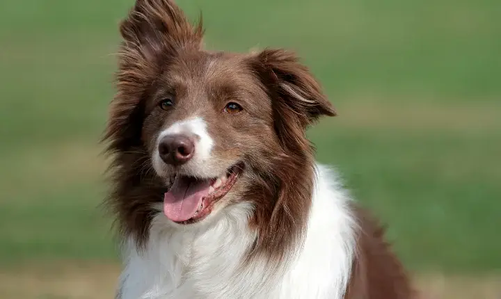 Jak wytresować border collie, aby uniknąć frustracji i problemów