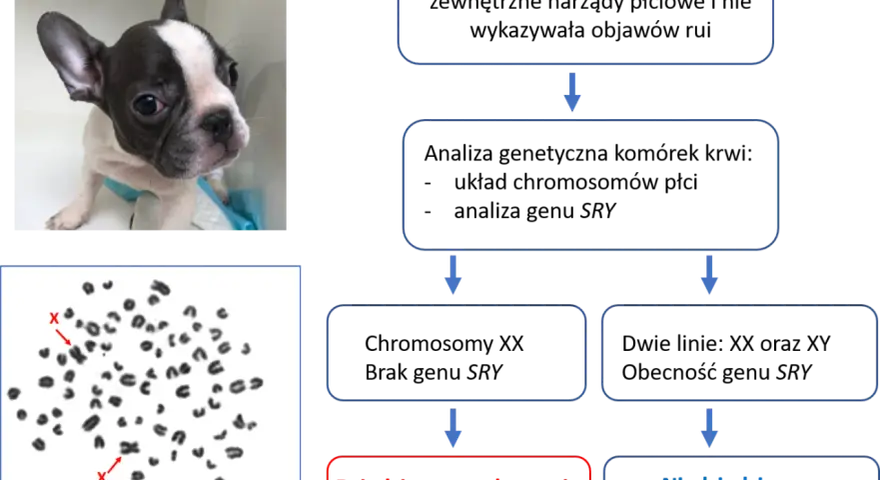 Szczenię buldoga francuskiego i jego kariotyp 78,XX. Psy mają 78 chromosomów, w tym dwa chromosomy płci X.