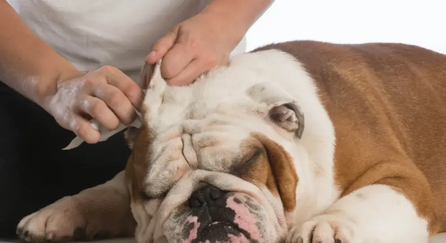 Delikatne czyszczenie uszu buldoga domowym sposobem. Ręce delikatnie wycierają ucho psa.