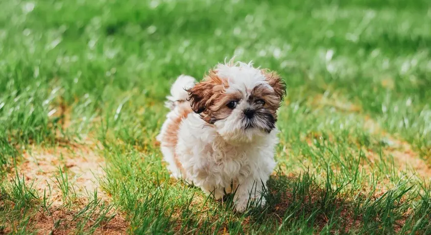 Uroczy szczeniak Shih Tzu na trawie. Zastanawiasz się, czy pies może jeść sałatę? Ten maluch wygląda, jakby chętnie spróbował!