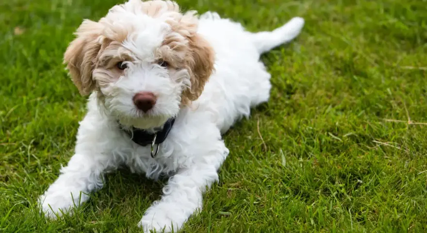 Uroczy szczeniak lagotto romagnolo leży na trawie. Zastanawiasz się nad lagotto romagnolo cena?