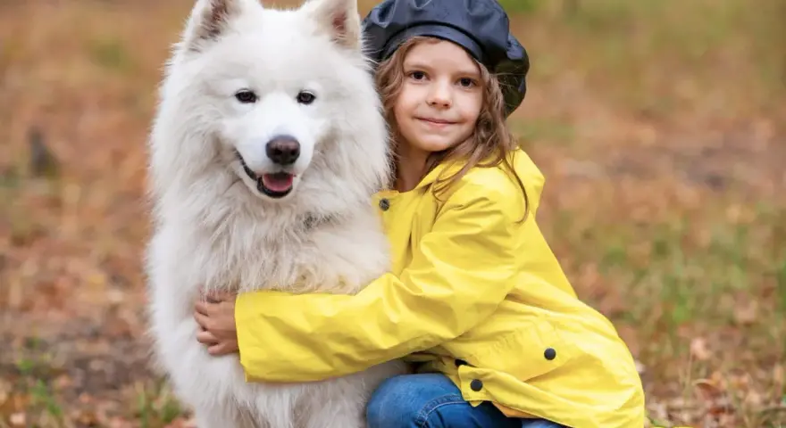 Dziewczynka w żółtej kurtce przytula puszystego samoyeda.
