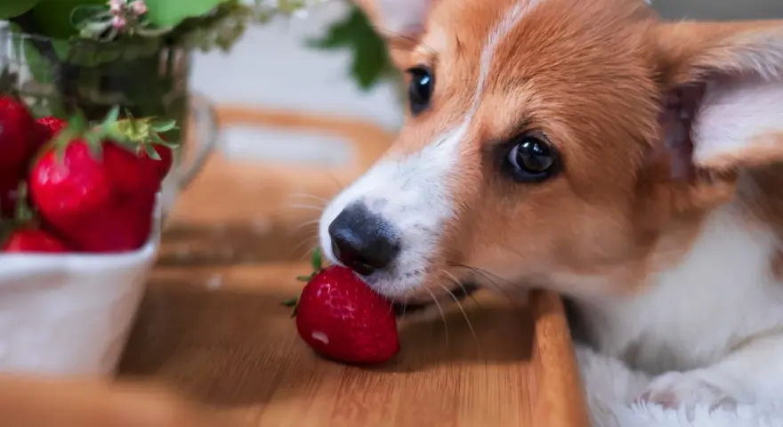 Szczeniak corgi wącha truskawkę na drewnianej desce.