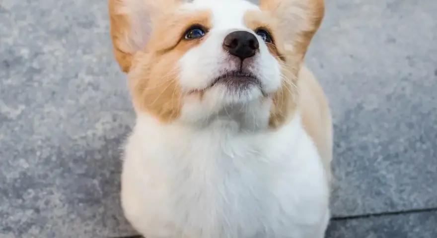 Uroczy szczeniak corgi z wielkimi uszami patrzy w górę, jakby czekał na coś pysznego. Już widać, jaki będzie wspaniały, kiedy pies jest dorosły.
