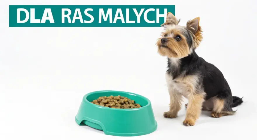 Yorkshire terrier czeka na jedzenie. Na zdjęciu tekst "DLA RAS MAŁYCH" i miska z karmą, która może być częścią rankingu karm dla szczeniąt.