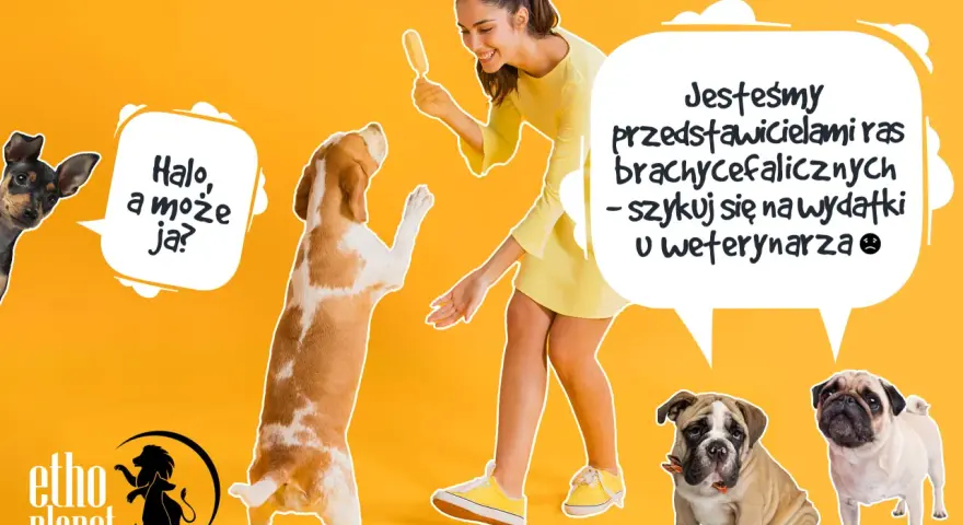 Psy ras dużych i małych, w tym buldogi i mopsy, wesoło bawią się z kobietą.