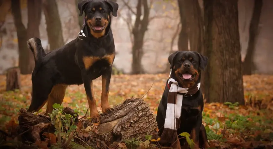Dwa rottweilery w jesiennym lesie, jeden stoi na pniu, drugi siedzi w szaliku.