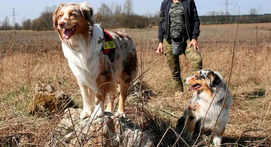 Dwa psy rasy australian shepherd, jeden rudy, drugi niebieski, stoją na łące obok kobiety w moro.