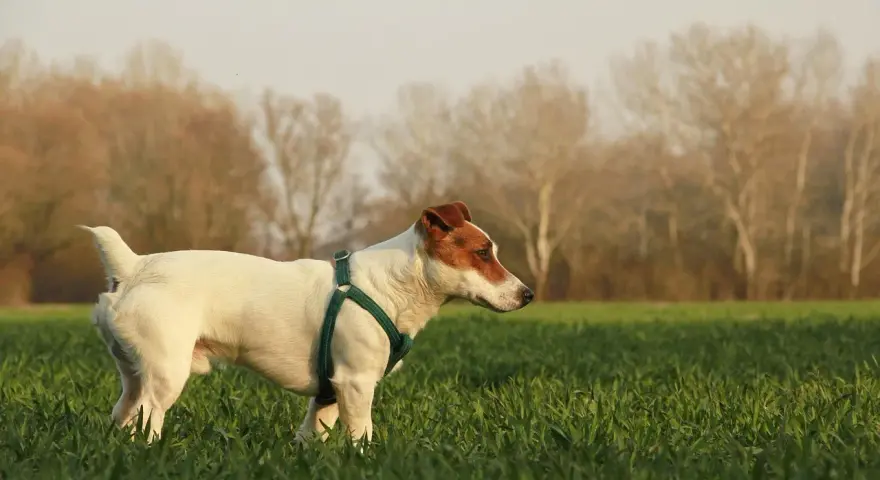 Jack Russell terrier gładkowłosy w zielonej obroży w polu, z drzewami w tle.